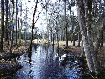 Duck Pond Development Project